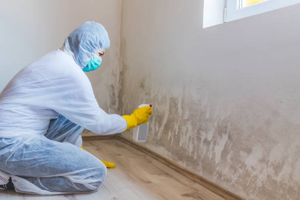 Licensed Black Mold Remediation service in Occoquan, VA - Car Mold Remediation