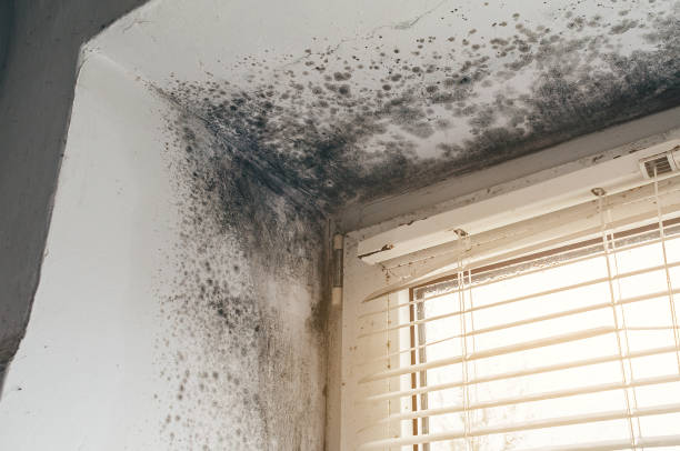 Affordable Black Mold Remediation solutions in Occoquan, VA