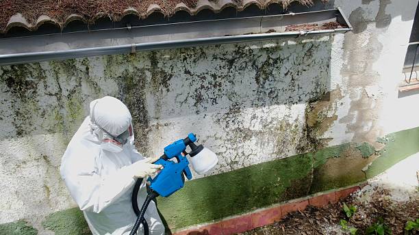 Top rated local Black Mold Remediation specialists in Occoquan, VA
